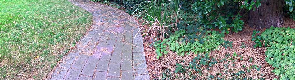 Kiefernnadeln in den Beeten, auf den Wegen und auf dem Rasen Kiefernnadeln in den Beeten, auf den Wegen und auf dem Rasen